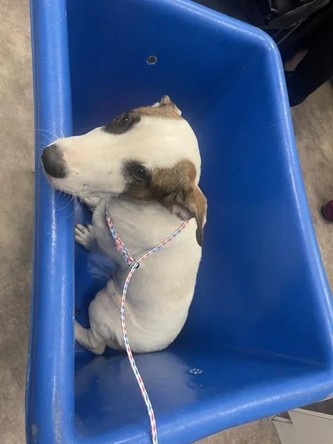 A young medium-sized female Mixed Breed dog named Rose for adoption in Dallas, TX