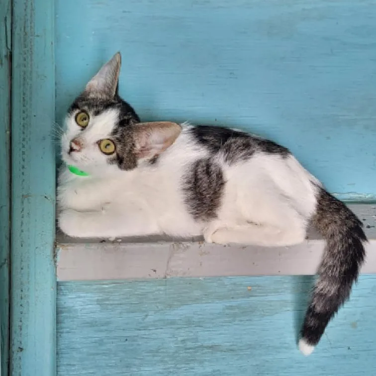 An adult small-sized male Domestic Short Hair cat named Spike for adoption in Aiea, HI