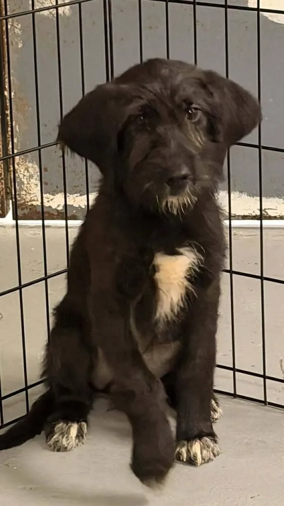 A baby medium-sized male Black Mixed Breed dog named Rollie for adoption in Groveland, MA