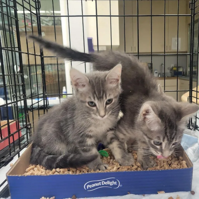 A baby small-sized male Gray / Blue / Silver Domestic Short Hair cat named Scusi for adoption in Westminster, CA