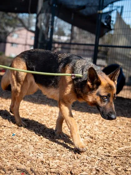 An adult large-sized female Mixed Breed dog named Spring Weather for adoption in Chamblee, GA