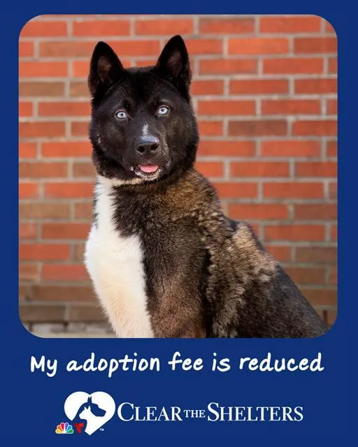 An adult medium-sized male Akita dog named Carl for adoption in Boston, MA