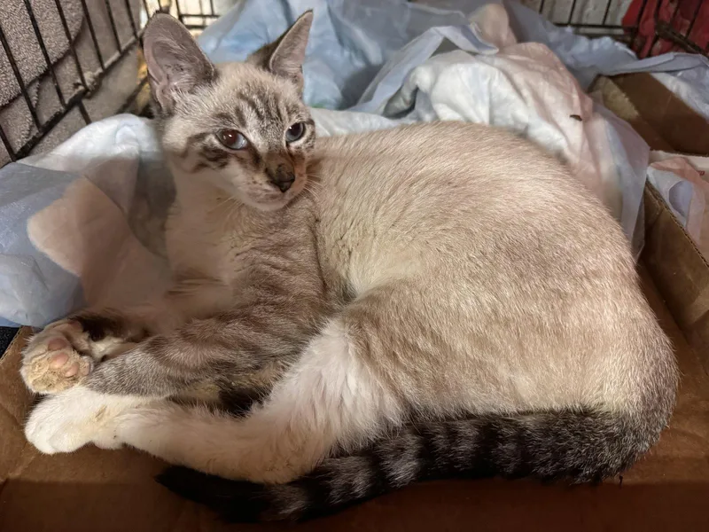 A young medium-sized female Siamese cat named Glitter for adoption in Brooklyn, NY