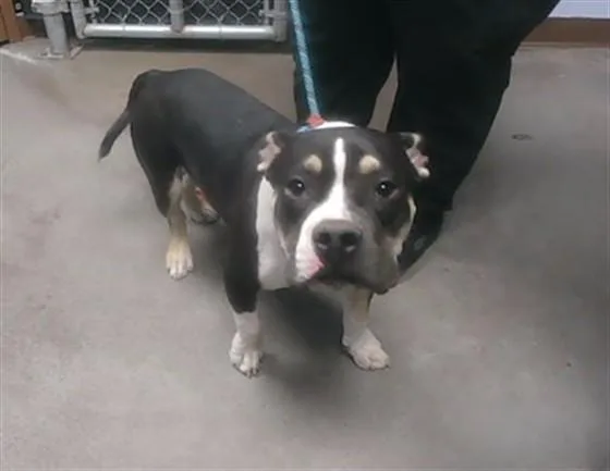 A young large-sized male American Bulldog dog named Cricket for adoption in Phoenix, AZ