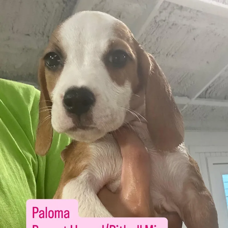 A baby small-sized female Brown / Chocolate Basset Hound dog named Paloma for adoption in Tampa, FL