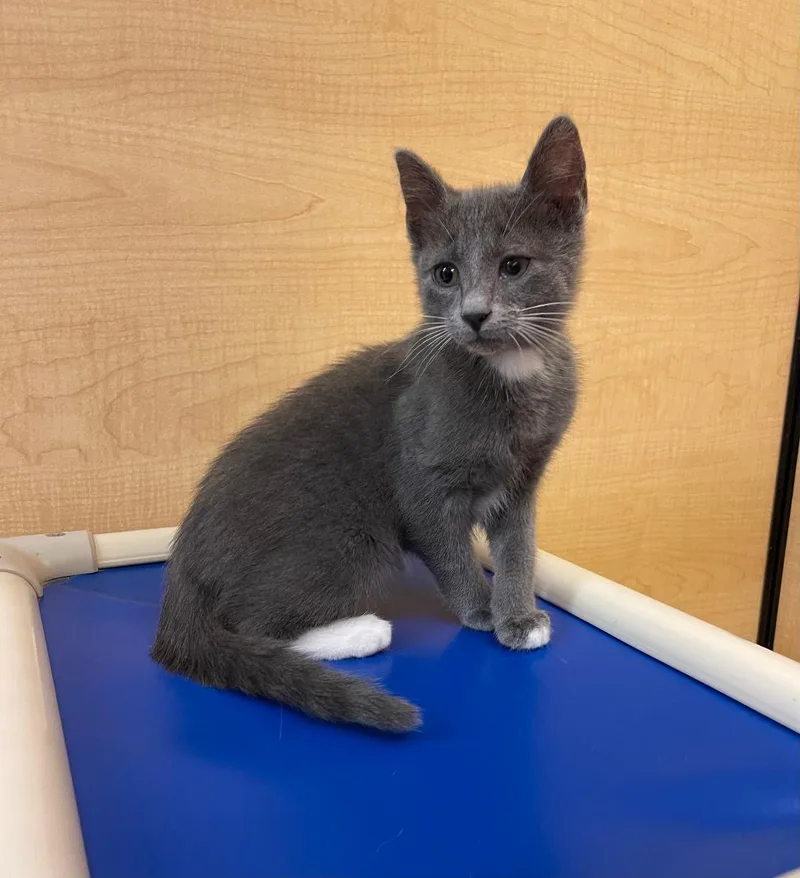 A baby medium-sized male Gray / Blue / Silver Domestic Short Hair cat named Baloo for adoption in Spring Brook, NY