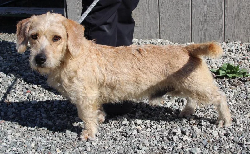 An adult medium-sized male Terrier dog named Vaughn for adoption in Vacaville, CA