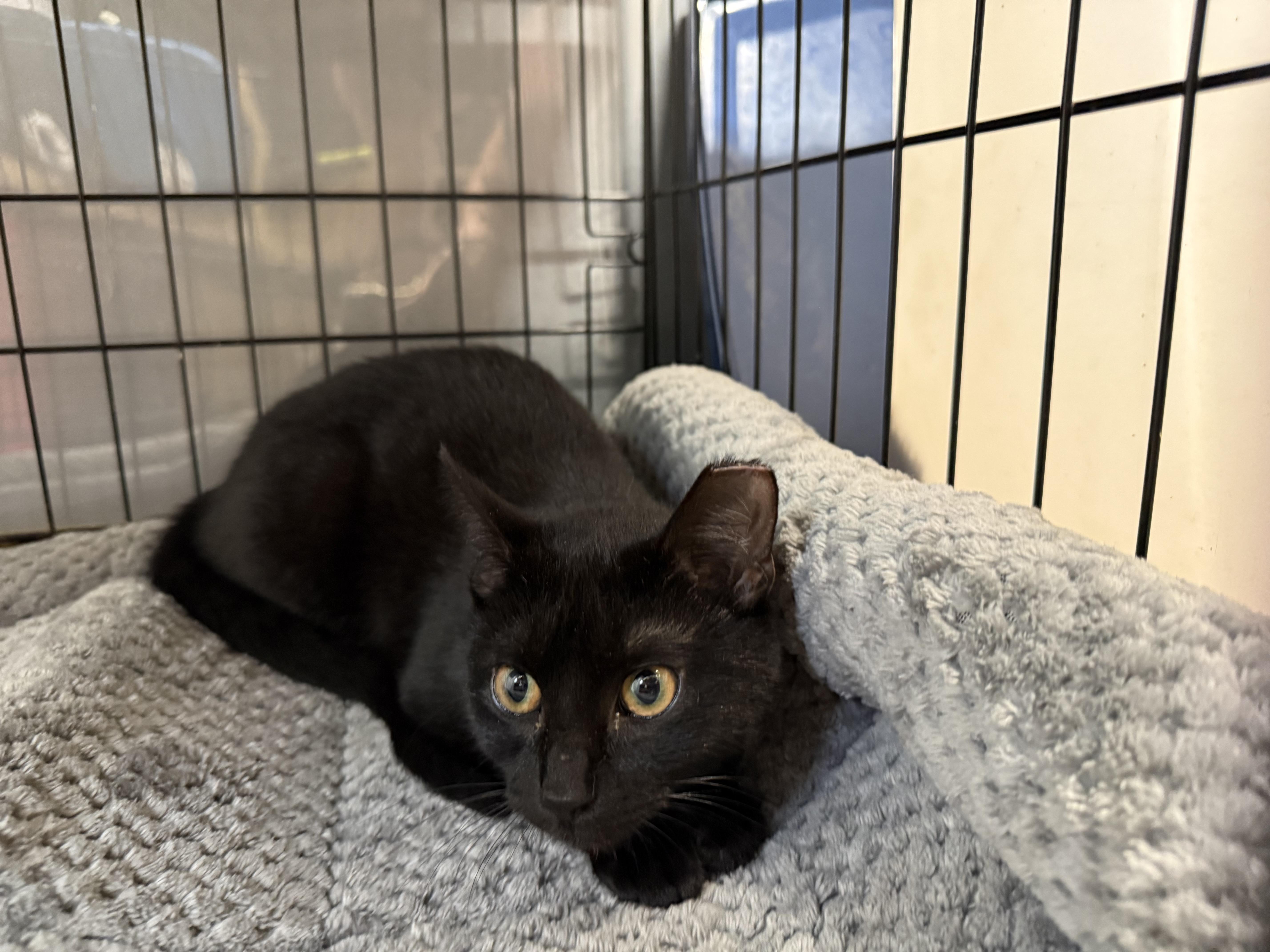 A baby medium-sized female Black Domestic Short Hair cat named Jennie for adoption in Houston, TX