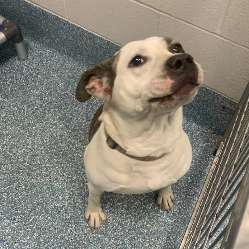 An adult medium-sized female Brown / Chocolate Pit Bull Terrier dog named Safety Pin for adoption in Greensboro, NC