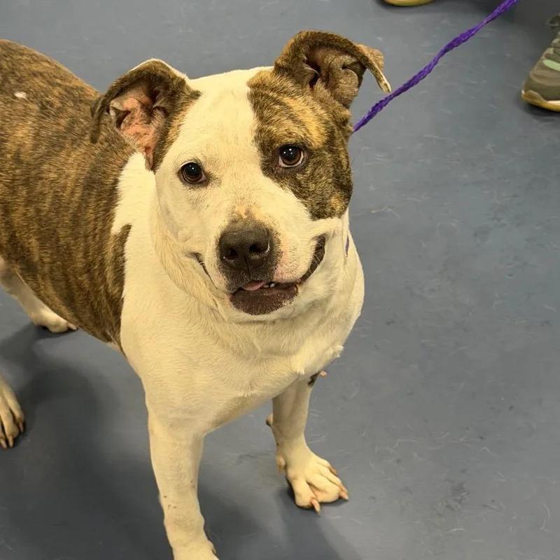 Safety Pin thumbnail 2