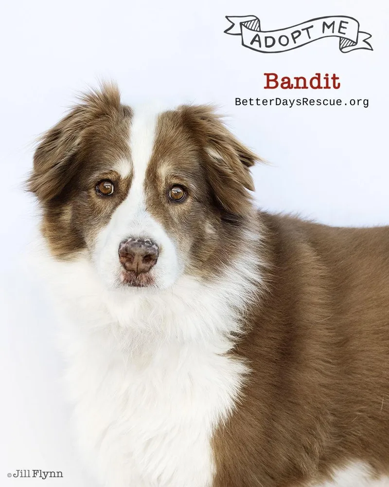 Banditt