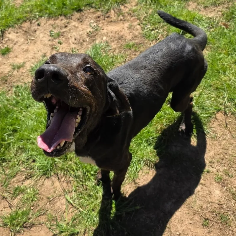 A senior medium-sized male Black Hound dog named Rj for adoption in Marble, NC