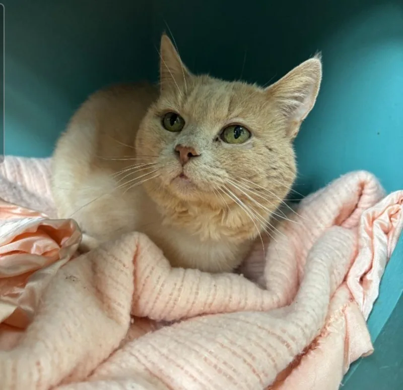 A senior small-sized male Domestic Medium Hair cat named Campari for adoption in Los Angeles, CA