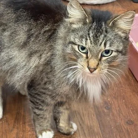 Elizabeth thumbnail 2