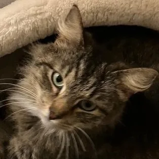 A baby small-sized female Buff / Tan / Fawn Domestic Long Hair cat named Elizabeth for adoption in Beaufort, SC