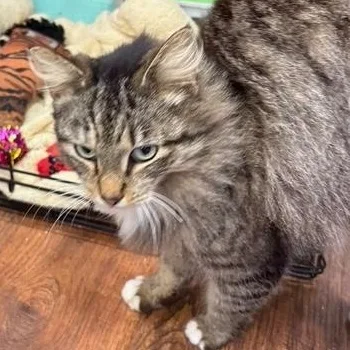 Elizabeth thumbnail 3