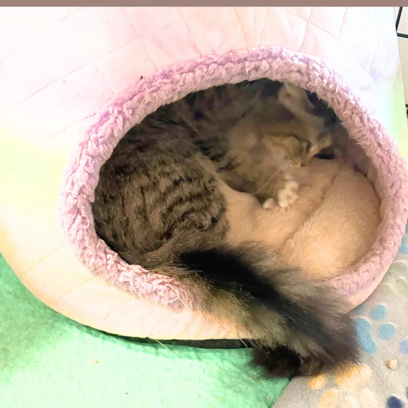 Elizabeth thumbnail 4