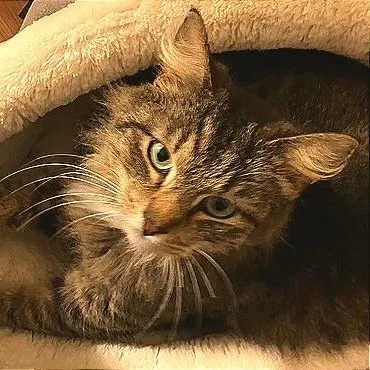 Elizabeth thumbnail 5