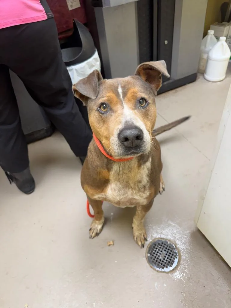 An adult large-sized male American Bulldog dog named Brewster for adoption in Crossville, TN
