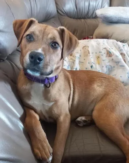 A baby large-sized female Rhodesian Ridgeback dog named Cannoli for adoption in Brooklyn Center, MN