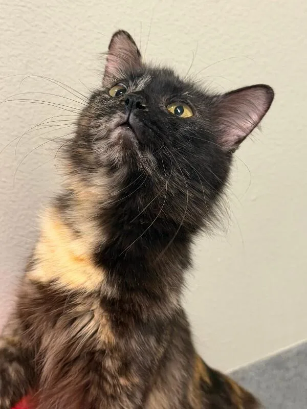 Peppa Cat