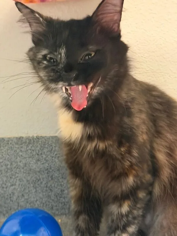 Peppa Cat thumbnail 2