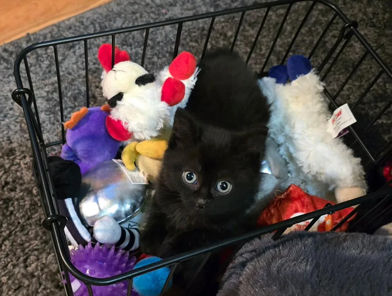 A baby medium-sized female Black Domestic Short Hair cat named Isadora for adoption in hinckley, IL