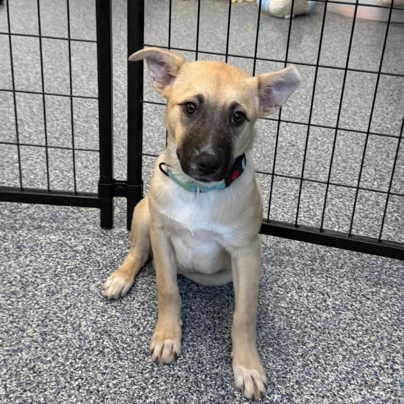 A baby medium-sized female Yellow / Tan / Blond / Fawn Mixed Breed dog named Whiskey for adoption in Fredericksburg, VA