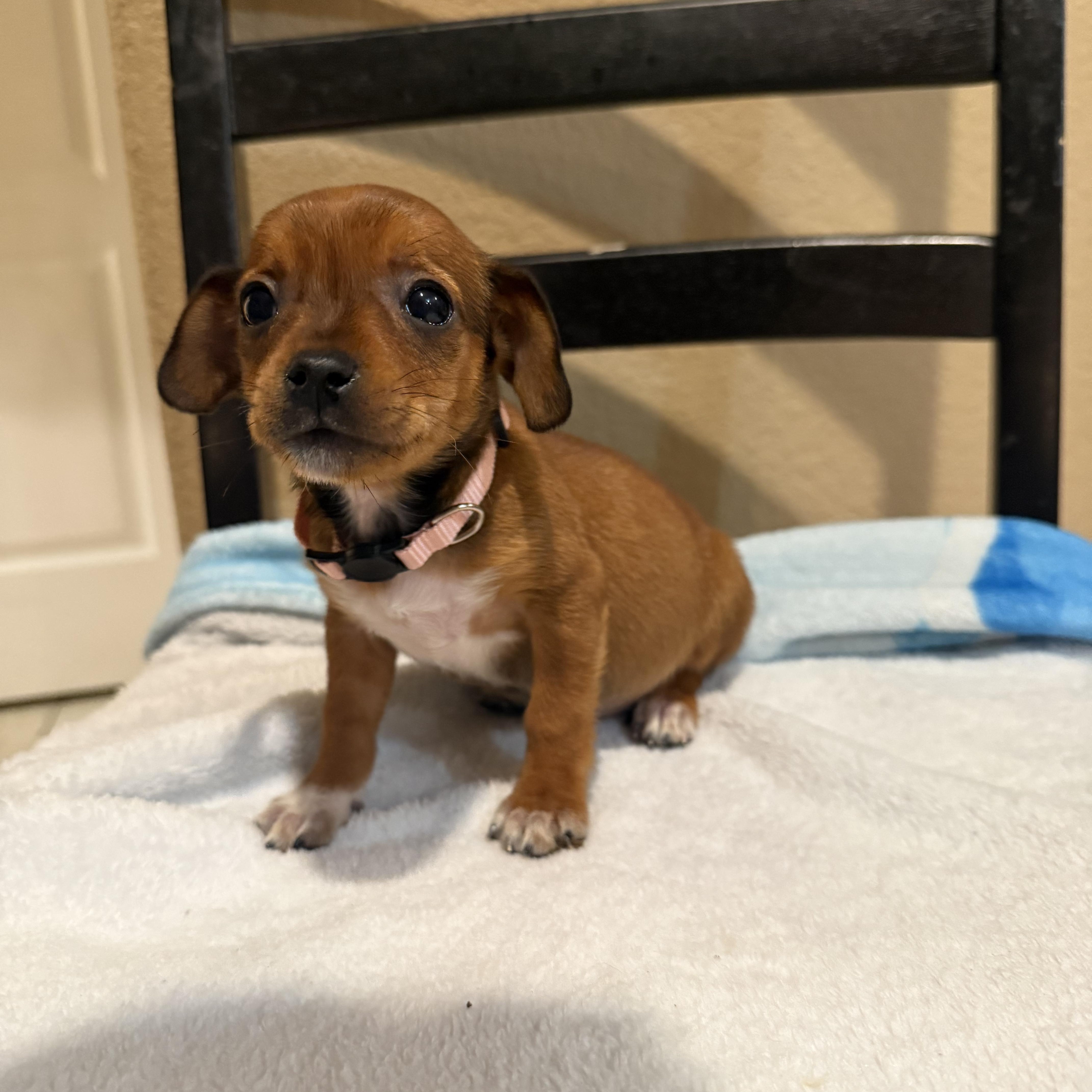 A baby small-sized female Brown / Chocolate Chihuahua dog named Ariel for adoption in Brentwood, CA
