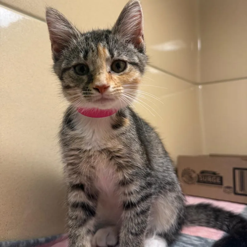 A baby small-sized female Brown / Chocolate Domestic Short Hair cat named Veronica for adoption in Beckley, WV