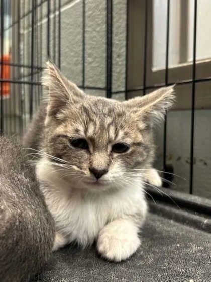 A baby small-sized female Domestic Short Hair cat named Emma for adoption in Munster, IN