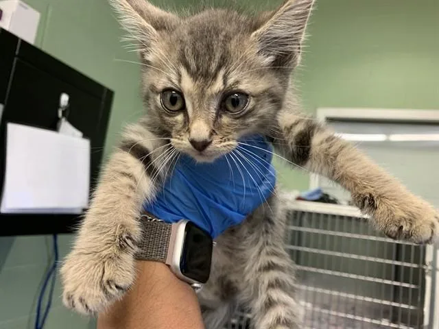 A baby small-sized male Domestic Medium Hair cat named Mickey for adoption in Grand Prairie, TX