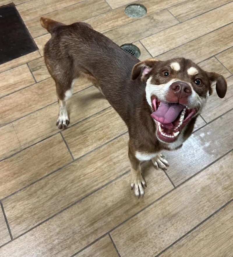A young medium-sized female Mixed Breed dog named Espresso for adoption in Rowlett, TX