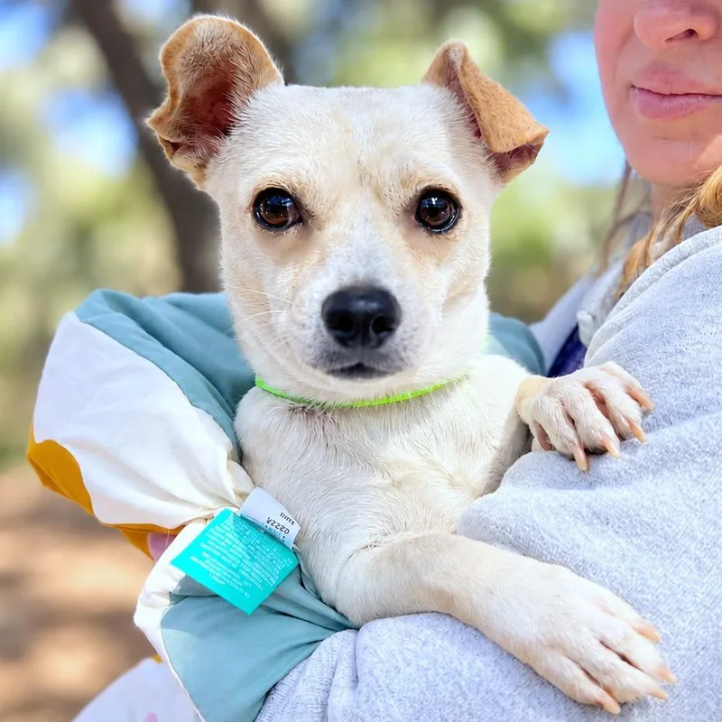 An adult small-sized male White / Cream Chihuahua dog named Cormick for adoption in Boerne, TX
