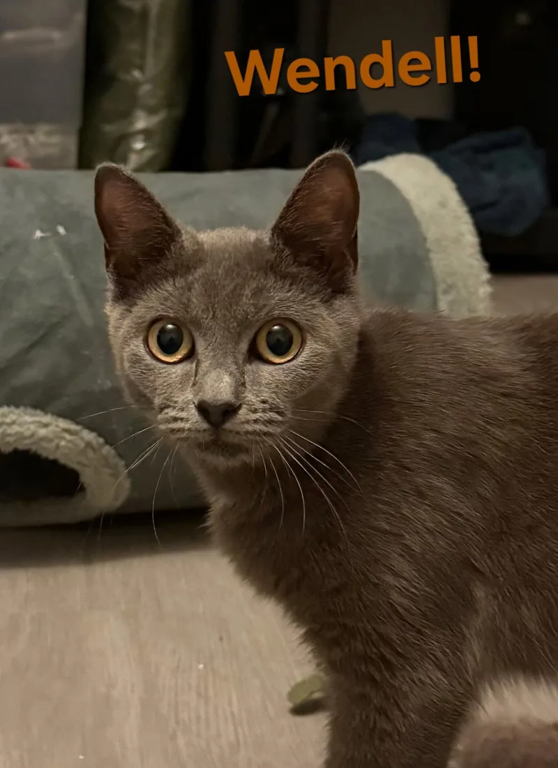 A young medium-sized male Domestic Short Hair cat named Wendell for adoption in Longwood, FL