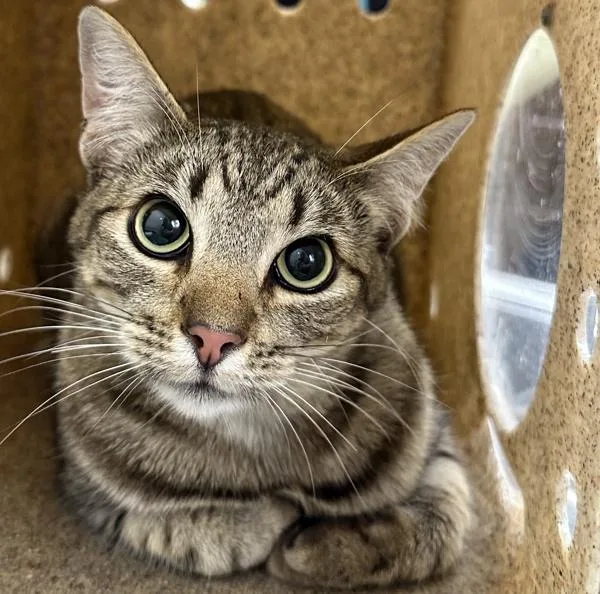 An adult medium-sized female Domestic Short Hair cat named Lizzy for adoption in Troutdale, OR