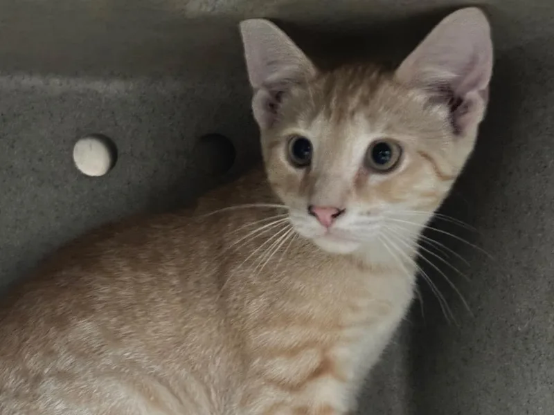 A baby small-sized male Domestic Short Hair cat named Jamie for adoption in Powell, OH