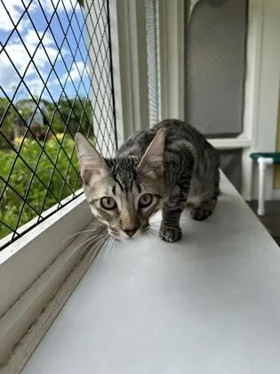 A baby small-sized male Domestic Short Hair cat named Gary for adoption in Honolulu, HI