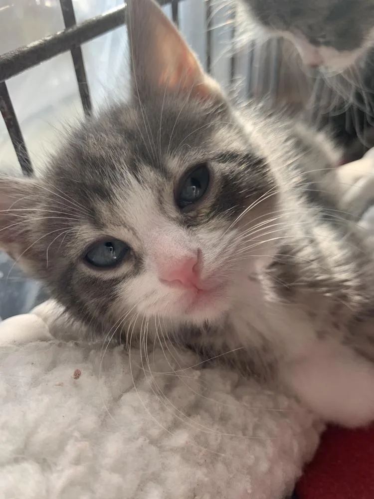 A baby small-sized female Gray & White Domestic Medium Hair cat named Diamond for adoption in Fort Walton Beach, FL