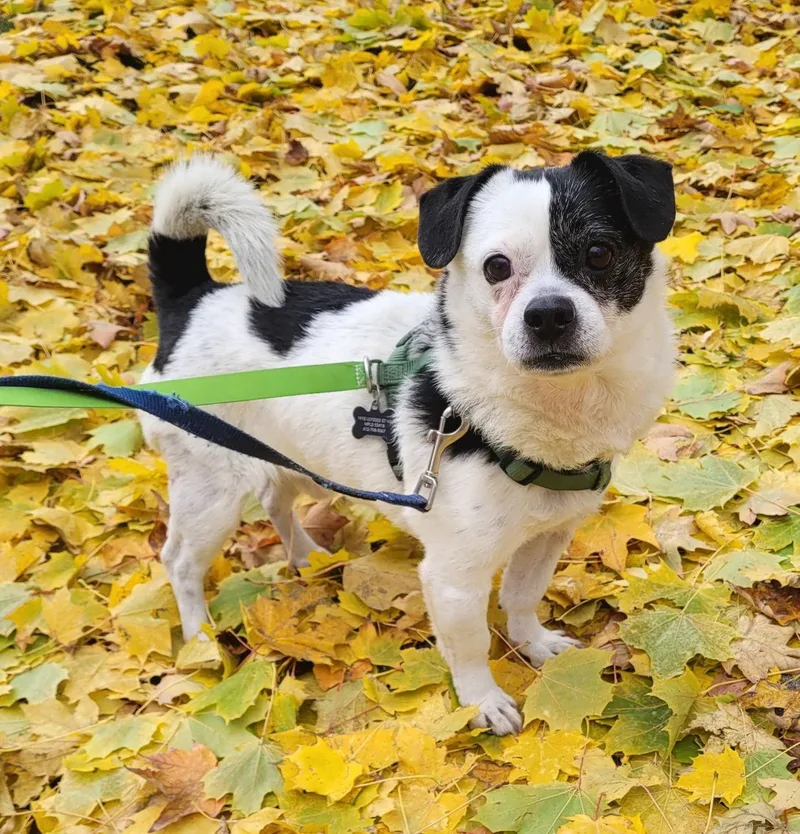 Kristofferson thumbnail 2