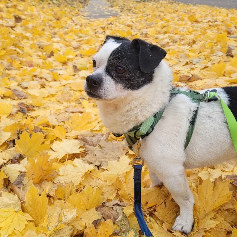 Kristofferson thumbnail 3