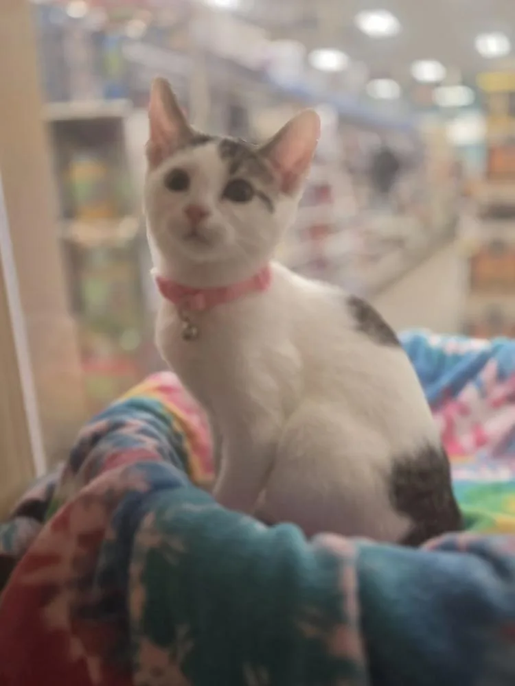A baby small-sized female Black & White / Tuxedo Domestic Short Hair cat named Whirlwind for adoption in Metamora, IL