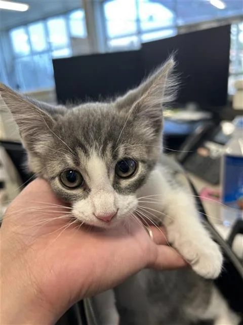 A baby small-sized male Domestic Short Hair cat named Sateen for adoption in San Antonio, TX