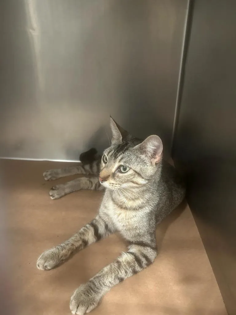 A young large-sized female Domestic Short Hair cat named Tutter for adoption in Cartersville , GA