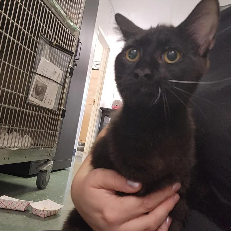 A baby medium-sized male Black Domestic Medium Hair cat named Crow for adoption in Clearwater, FL