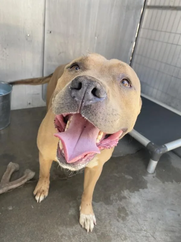 An adult large-sized male Pit Bull Terrier dog named Rufus for adoption in Victorville, CA