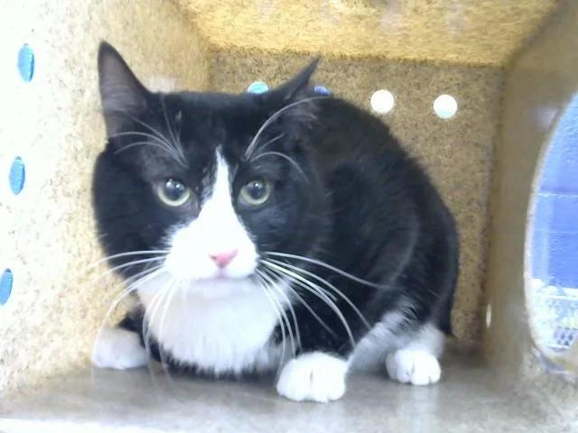 A young large-sized male Domestic Short Hair cat named Tinker for adoption in Albuquerque, NM
