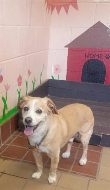 An adult medium-sized male Terrier dog named Kuma for adoption in Castaic, CA