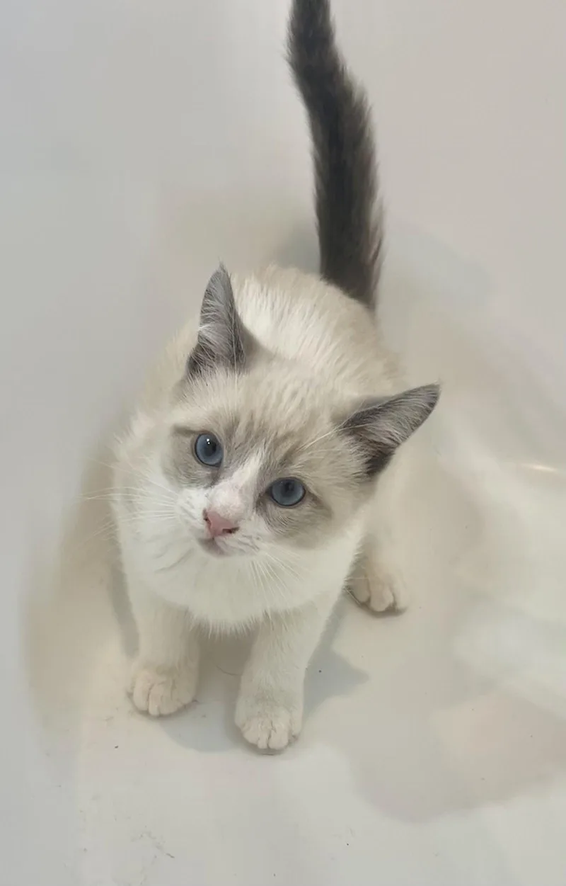 A baby medium-sized male Siamese cat named Eddy Napa for adoption in Napa, CA