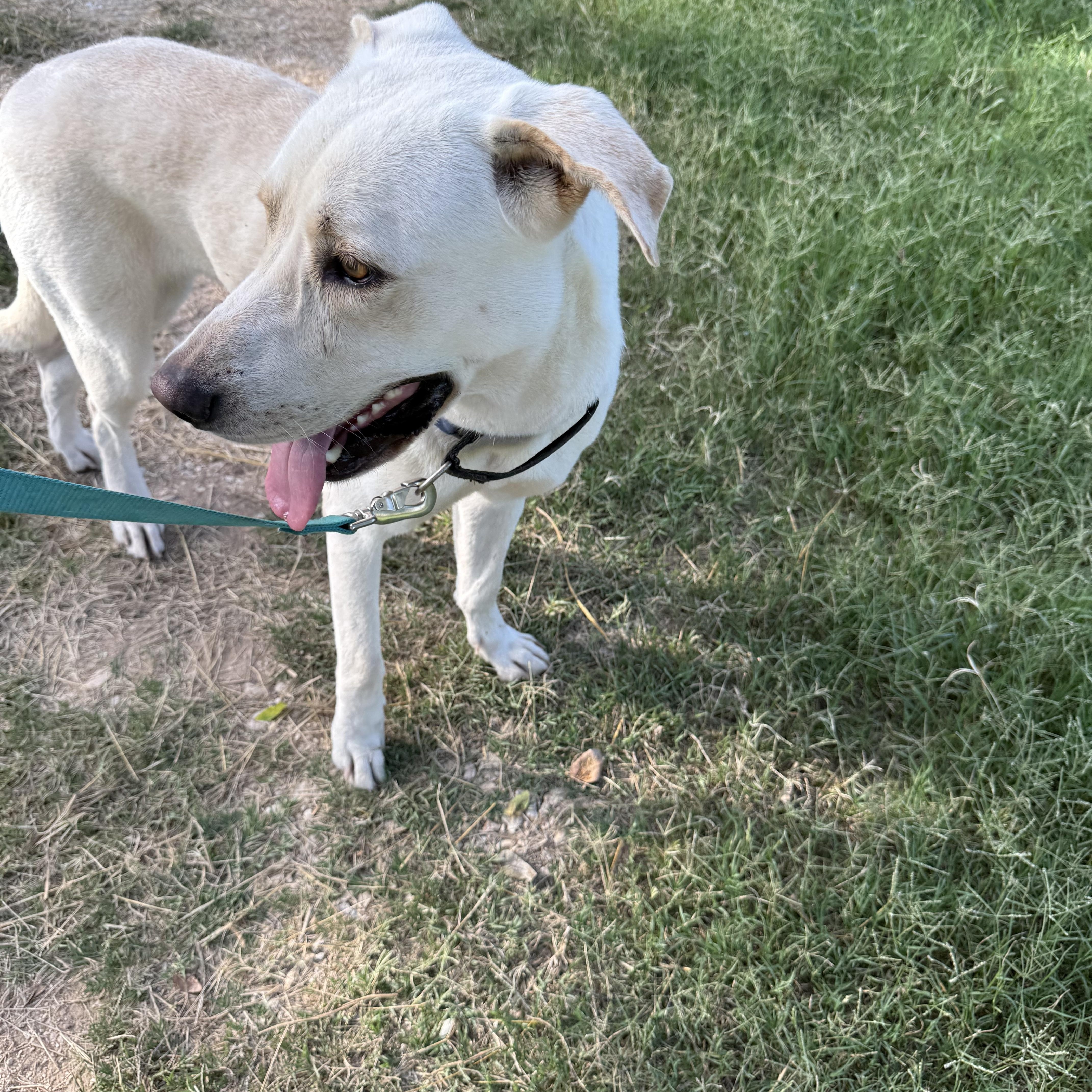 A young medium-sized female White / Cream Labrador Retriever dog named Dove for adoption in Brookeville, MD